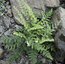 Cheilanthes lanosa